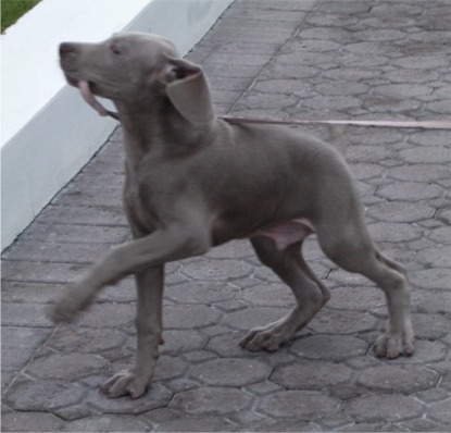 Weimaraner - Jagdhund - 