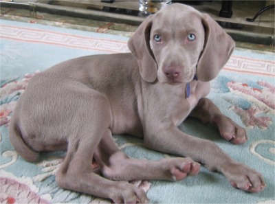 Weimaraner - Jagdhund - 