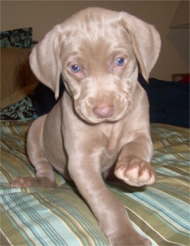 Weimaraner - Jagdhund - 