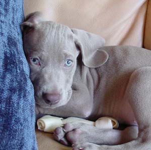 Weimaraner - Jagdhund - 