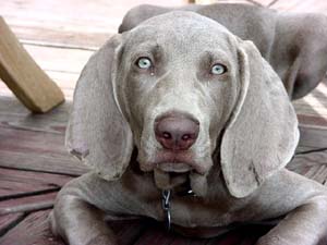 Weimaraner - Jagdhund - 