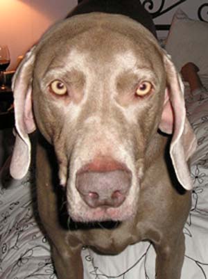 Weimaraner - Jagdhund - 