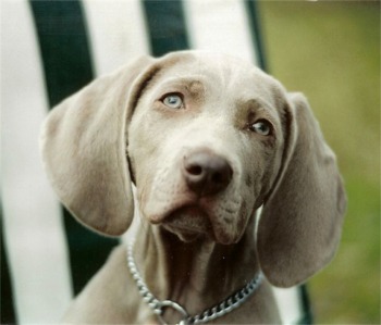 Weimaraner - Jagdhund - 