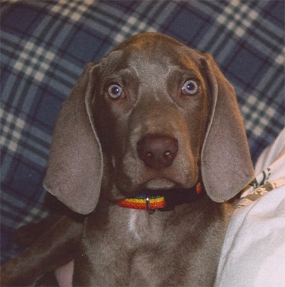 Weimaraner - Jagdhund - 