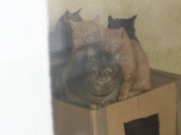 Mei schnukliger Kater und co!!!!!!!!!!!! - 