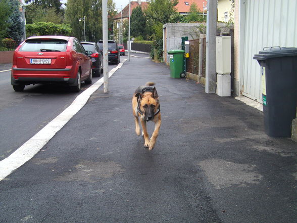 Meine (Dienst-)Hündin - 