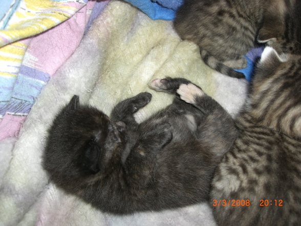 Meine Katzenbaby´s - 