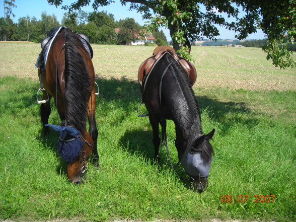 Reiten 07 - 