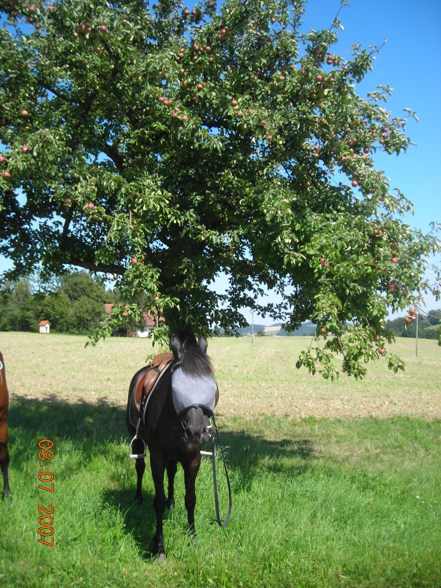 Reiten 07 - 