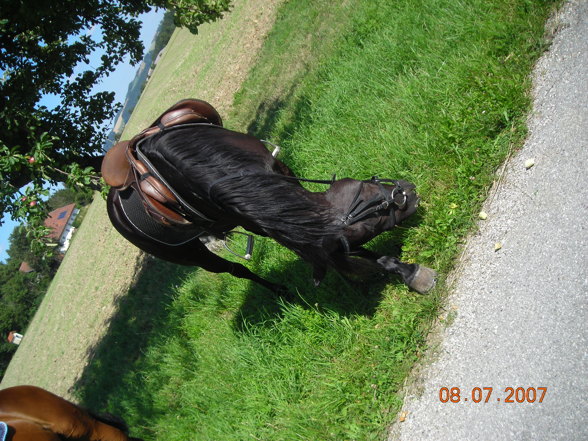 Reiten 07 - 