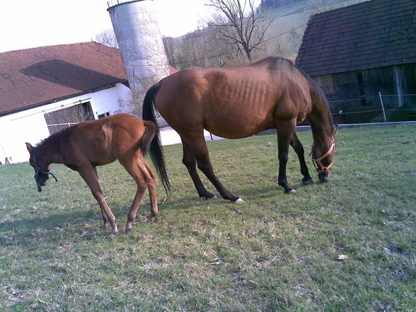 Reiten 09 - 