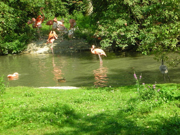 Steffi und ich im Tierpark Schmiding - 