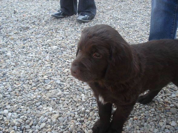 mein Hundebaby Amigo  - 