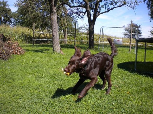 mein Hundebaby Amigo  - 