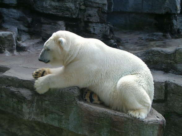 Schönbrunn - 