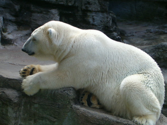 Schönbrunn - 