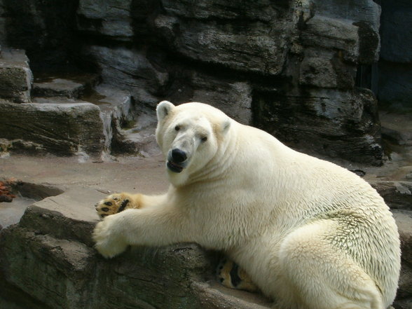 Schönbrunn - 