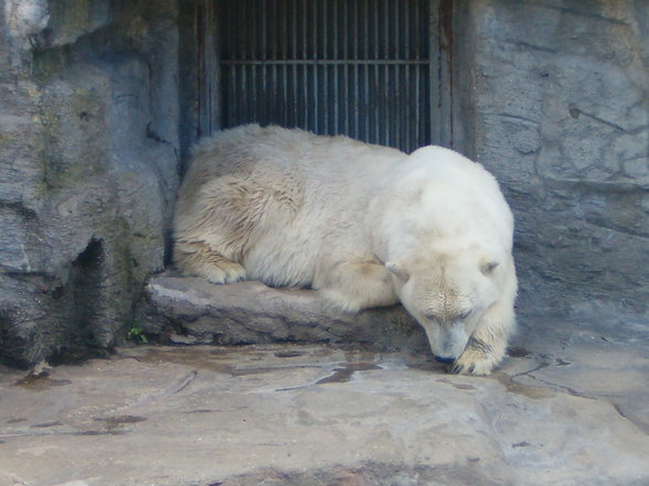 Schönbrunn - 