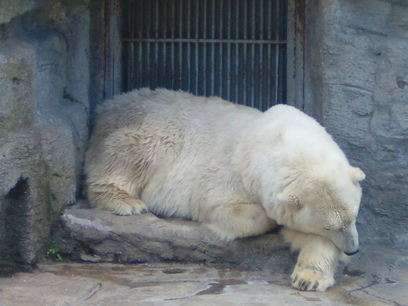 Schönbrunn - 