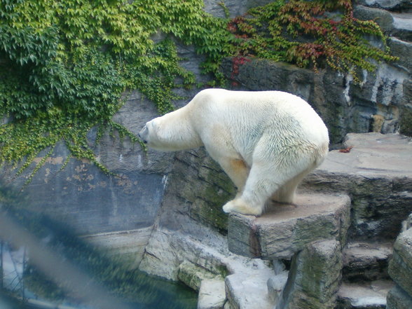 Schönbrunn - 