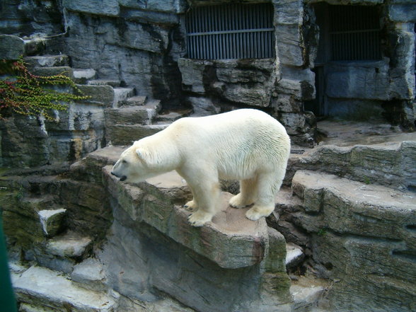 Schönbrunn - 