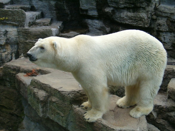 Schönbrunn - 