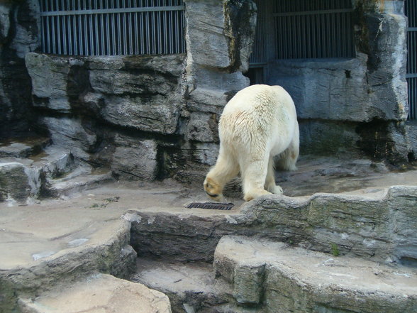 Schönbrunn - 