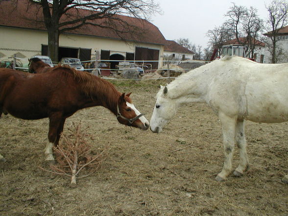 süße tiere - 