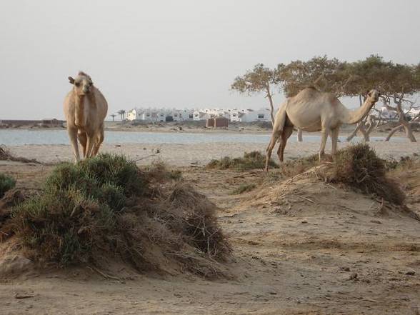 Kitsurfen in Ägypten - 