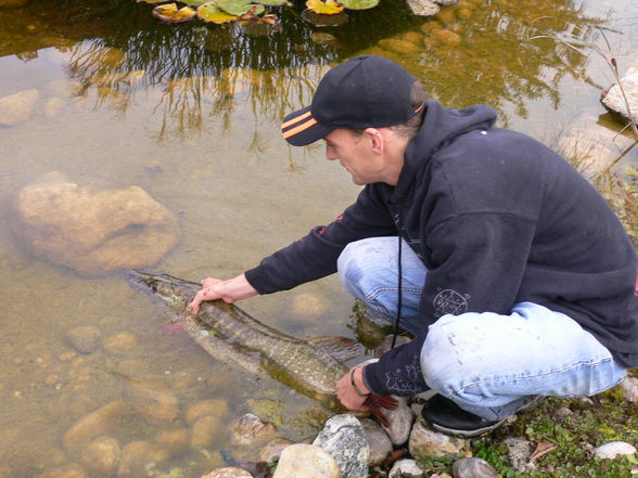 Die Untiere aus dem Puckingersee  - 