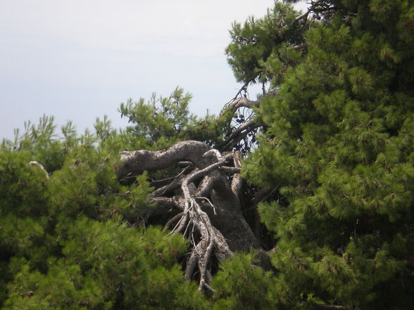 Rovinj, Hrvatska, 2009 - 