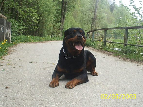 Mein Hund "Nero" - 