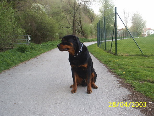 Mein Hund "Nero" - 