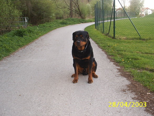 Mein Hund "Nero" - 