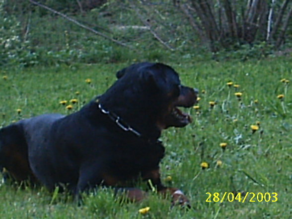 Mein Hund "Nero" - 