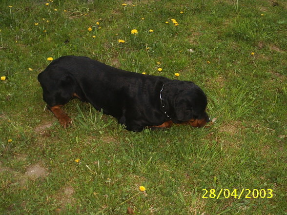 Mein Hund "Nero" - 