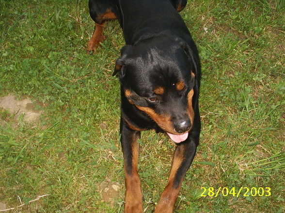 Mein Hund "Nero" - 