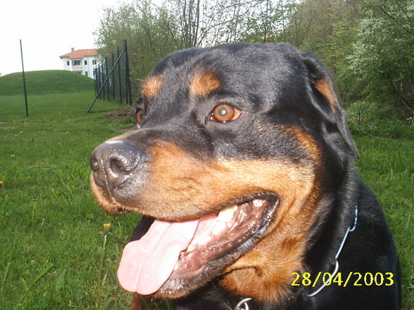 Mein Hund "Nero" - 