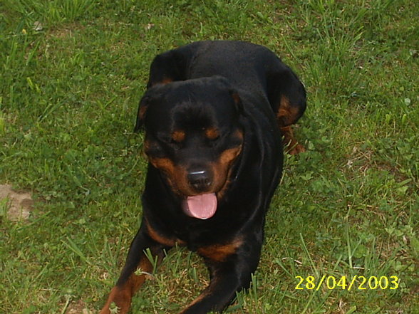 Mein Hund "Nero" - 