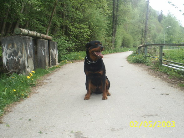 Mein Hund "Nero" - 