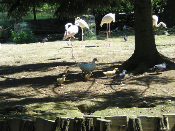 Tierpark Haag - 