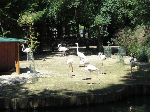 Tierpark Haag - 