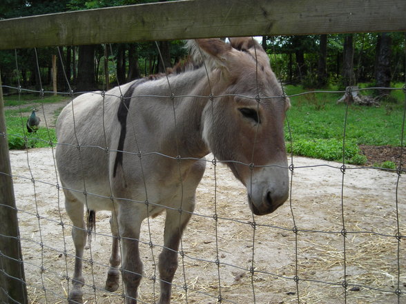 tierpark in haag - 