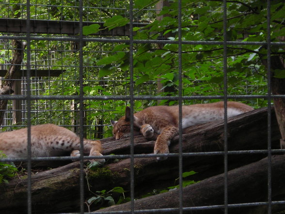 tierpark in haag - 