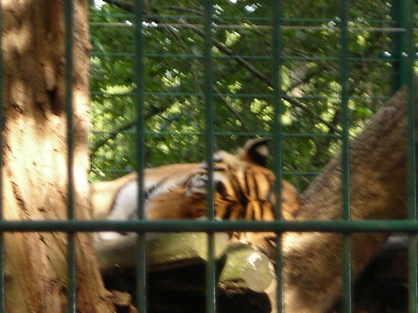 tierpark in haag - 