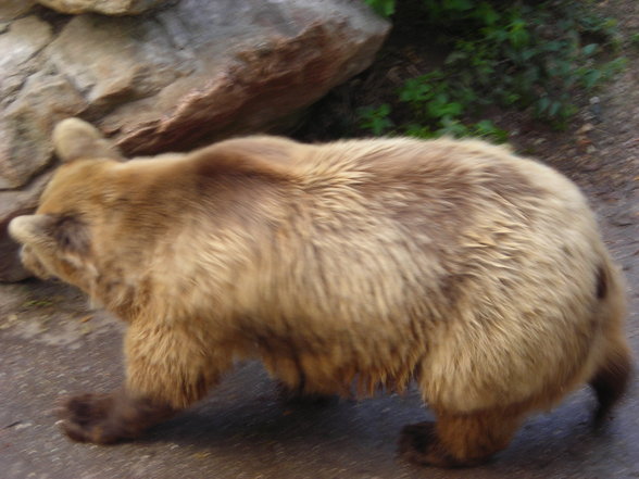 tierpark in haag - 