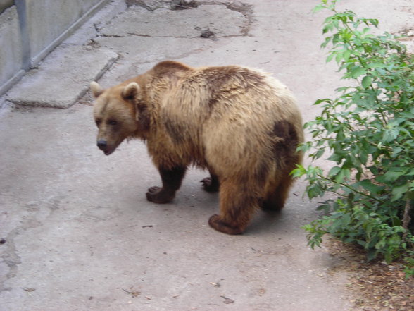 tierpark in haag - 