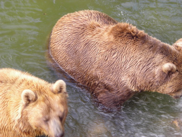 tierpark in haag - 