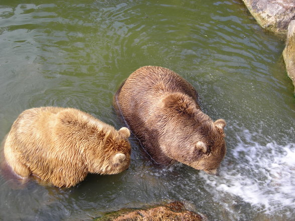 tierpark in haag - 