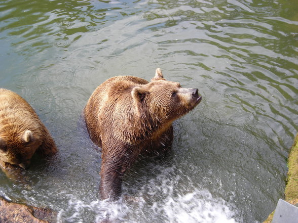 tierpark in haag - 